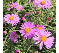 Carbeth Plants Aster Dumosus Light Pink Plant 1 X 9Cm Pot - Pale Pink Michaelmas Daisy Garden Ready Hardy Perennial For Summer Autumn Colour