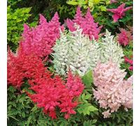 Carbeth Plants Astilbe 3 X Bare Root Mix - Visions In Pink, Snow Drift & Fanal Varieties