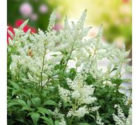 Carbeth Plants Astilbe Snow Drift 3 X Bare Root - Pure White Plumes Adding Contrast And Light