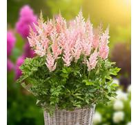 Carbeth Plants Astilbe Visions In Pink 6 X Bare Root - Soft Pink Spikes Brightening Shady Borders