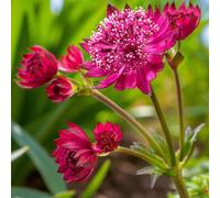 Carbeth Plants Astrantia Purple Happiness Plant 2 X 9Cm Pots - Masterwort Deciduous Outdoor Hardy Perennial Garden Ready Shrub For Shaded Borders