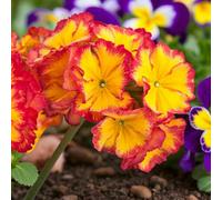 Carbeth Plants Autumn Fire 12 Pack Bedding Plants - Colourful Hardy Perennial Flowers