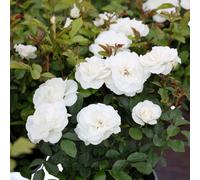 Carbeth Plants Baby Schneewitchen Rose - White Double Bloom Floribunda Rose Bush In 3 Litre Pot