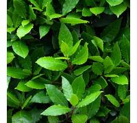Carbeth Plants Bay Laurel Herb Plant In 13Cm Pot - Laurus Nobilis For Culinary Use