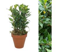 Carbeth Plants Bay Laurel Herb Plant In 15Cm Terracotta Pot Topped With Moss - Evergreen Outdoor Laurus Nobilis - Christmas Gardening Gift