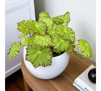 Carbeth Plants Begonia Beleaf Lima Love In 12Cm Pot - Indoor Houseplant With Colourful Patterned Foliage