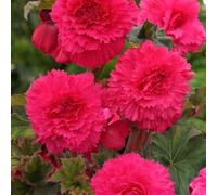 Carbeth Plants Begonia Fimbriata Pink 10 X Summer Bulbs - Bright Seasonal Plants