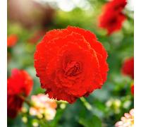 Carbeth Plants Begonia Fimbriata Red 10 X Summer Bulbs - Bright Seasonal Plants