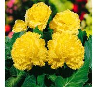 Carbeth Plants Begonia Fimbriata Yellow 10 X Summer Bulbs - Bright Seasonal Plants
