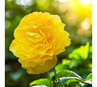 Carbeth Plants Begonia Pendula Yellow 5 X Summer Bulbs - Bright Seasonal Plants