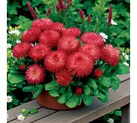 Carbeth Plants Bellis Perennis Habanera Red - 2 X Jumbo 6 Pack Bedding Plants - Garden Ready