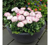 Carbeth Plants Bellis Perennis Habanera Rose - 3 X Jumbo 6 Pack Bedding Plants - Garden Ready