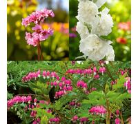 Carbeth Plants Bergenia Herbstblute, Alcea Hollyhock Wit & Dicentra Spectabilis 3 X Bare Root Mix