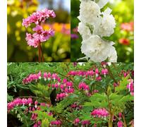 Carbeth Plants Bergenia Herbstblute, Alcea Hollyhock Wit & Dicentra Spectabilis 9 X Bare Root Mix