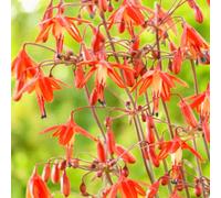 Carbeth Plants Bessera Elegans Coral Drops 5 X Summer Bulbs - Bright Seasonal Plants For Borders & Pots