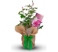 Carbeth Plants Best Friend Forever Rose Bush Gift Wrapped - Plant Gift Perfect For Gardeners