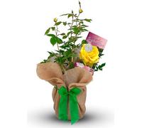 Carbeth Plants Best Teacher Rose Bush Gift Wrapped - Plant Gift For The Garden