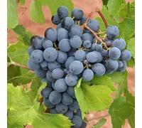 Carbeth Plants Black Grape Plant In 9Cm Pot - Fruit Plants - Grow Your Own