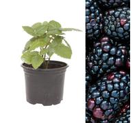 Carbeth Plants Blackberry Fruit Plant Rubus Thornless In 9Cm Pot - Outdoor Ready To Plant Summer Fruiting Berry Shrub