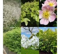 Carbeth Plants Blackthorn 20 X Bare Root Hedging Mix - Native Wildlife Mixed Boundary Hedge