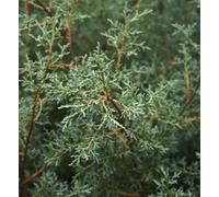 Carbeth Plants Blue Arizona Cypress Patio Tree In 7L Pot - 1M Lollipop Stem Ornamental Conifer Tree Garden Ready For Containers, Pots And Borders