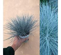 Carbeth Plants Blue Festuca Ornamental Grass In 10.5Cm Pot - Garden Ready Shrubs