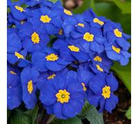 Carbeth Plants Blue Primrose 18 Pack Bedding Plants - Colourful Hardy Perennial Flowers