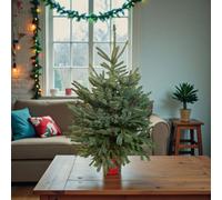 Carbeth Plants Blue Spruce Pot Grown Christmas Tree - Living Premium Evergreen Potted Xmas Tree Reusable Indoor Outdoor Festive Plant