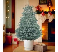 Carbeth Plants Blue Spruce Pot Grown Christmas Tree - Real Living Evergreen Potted Festive Tree - Fresh Premium Reusable Xmas Indoor Outdoor Plant in Pot (4ft (120cms))