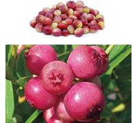 Carbeth Plants Blueberry Bush 'pink Lemonade' - Vaccinium In 9Cm Pot - Reliable Heavy Cropping