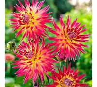 Carbeth Plants Bora Bora Dahlia 6 X Summer Bulbs - Bright Seasonal Plants For Borders & Pots
