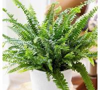 Carbeth Plants Boston Fern In 9Cm Pot - Nephrolepis Exaltata - Perfect Plant For Beginners