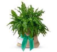 Carbeth Plants Boston Fern Indoor Plant Gift Wrapped - Indoor House Plant