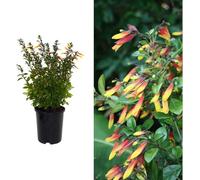 Carbeth Plants Brazilian Fuchsia Plant - Jacobinia Pauciflora 9Cm Pot - Bright Red And Yellow Flowers - Adds Colour To Your Garden