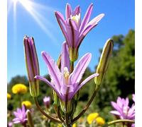 Carbeth Plants Brodiaea Californica 'babylon' 40 X Spring Bulbs - Spring Flowering Perennials