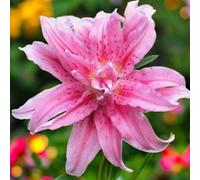 Carbeth Plants Broken Heart Oriental Lily 12 X Summer Bulbs - Bright Seasonal Plants For Borders & Pots