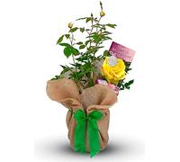 Carbeth Plants Bronze Wedding Anniversary Rose Bush - Gift Wrapped 8th Anniversary Plant