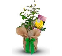 Carbeth Plants Bronze Wedding Rose 8Th Anniversary Rose Bush Gift Wrapped Bronze Anniversary Rose