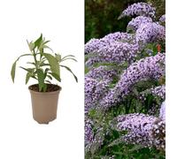 Carbeth Plants Buddleia Davidii 'grand Cascade' Shrub - Strong Plant In A 9Cm Pot - Buddleja Butterfly Bush
