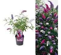 Carbeth Plants Buddleia Davidii Tricolour - Pink, White And Purple In 2 Litre Pot