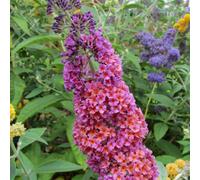 Carbeth Plants Buddleia Flower Power Plant 2 X 2L Pot - Colourful Butterfly Bush Compact Hardy Garden Ready Shrub For Beds, Borders & Patio Pots