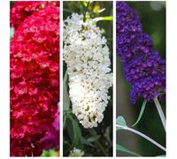 Carbeth Plants Buddleia Trio - 3 X Butterfly Plants In 9Cm Pots - 3 Plants In A Mix Of Colours