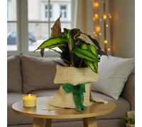 Carbeth Plants Calathea Majestic Gift Wrapped - Decorative Foliage Indoor Houseplant Gift