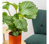 Carbeth Plants Calathea Orbifolia In 12Cm Pot - 30-35Cm In Height - Indoor Striped Prayer Plant