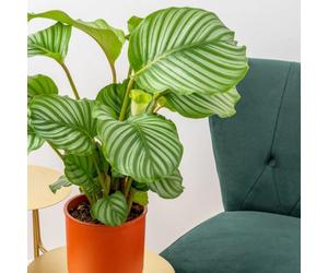 Carbeth Plants Calathea Orbifolia In 12Cm Pot - 30-35Cm In Height - Indoor Striped Prayer Plant