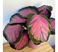 Carbeth Plants Calathea Roseopicta Crimson Prayer Plant In 14Cm Pot - Tropical Rosy Indoor Foliage Houseplant For Home, Office & Bathroom Décor