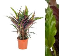 Carbeth Plants Calathea Rufibarba Elgergrass In 12Cm Pot - 40-50Cm High Inc Pot - Indoor Plant