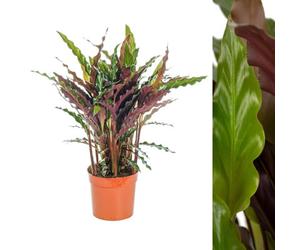 Carbeth Plants Calathea Rufibarba Elgergrass In 12Cm Pot - 40-50Cm High Inc Pot - Indoor Plant