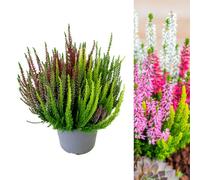Carbeth Plants Calluna Heather Plant Beauty Ladies High Five Colours In 17Cm Pot - Evergreen Garden Erica Plants Autumn Winter Hardy Perennials