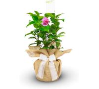 Carbeth Plants Camellia Diamond Anniversary - Gift Wrapped Plant - 60Th Wedding Anniversary